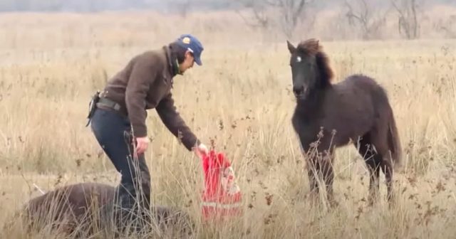 Ветеринар освободил окован кон и получил неочаквана благодарност (видео)