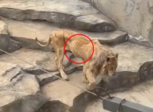 Видео на шокиращо слаб лъв в китайски зоопарк разбуни духовете