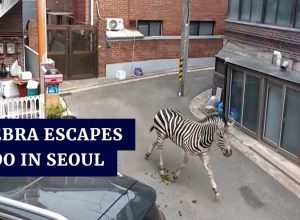 Зебра избяга от зоопарка в Сеул и шокира местните, обикаляйки града (видео)