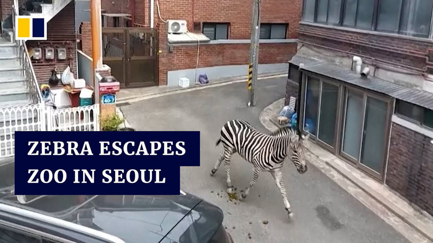 Млада зебра успя да избяга от зоологическа градина в Сеул