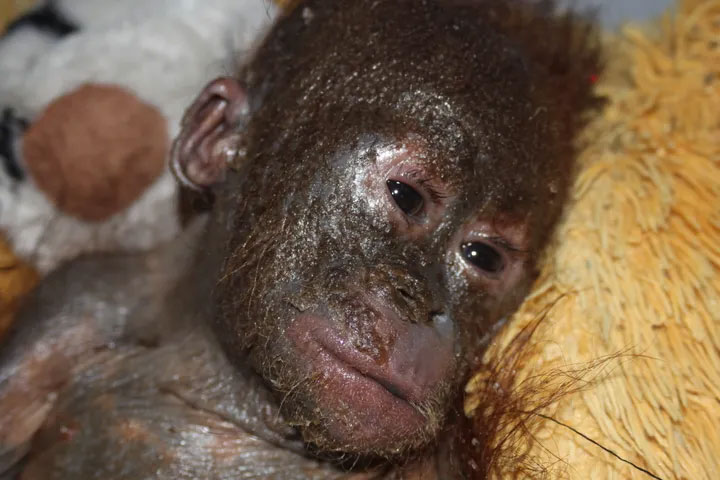 Това е историята на Гито – малък орангутан който загубил