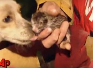 Куче герой отказало да остави котетата в горящ дом и спасило живота им (видео)