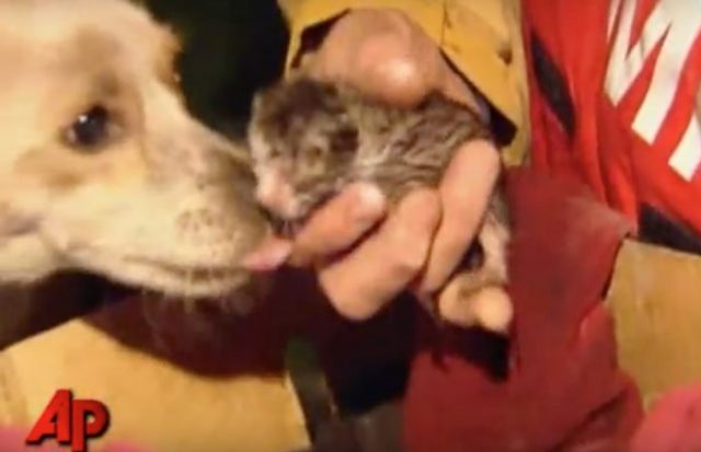 Куче герой отказало да остави котетата в горящ дом и спасило живота им (видео)
