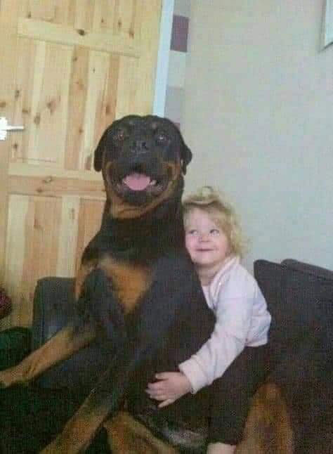 момиче и куче