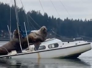 Докато плавал, мъж видял нещо невероятно: два морски лъва върху лодка (видео)