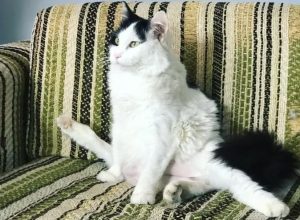 Котка с пет крака стана звезда в социалните мрежи (видео)