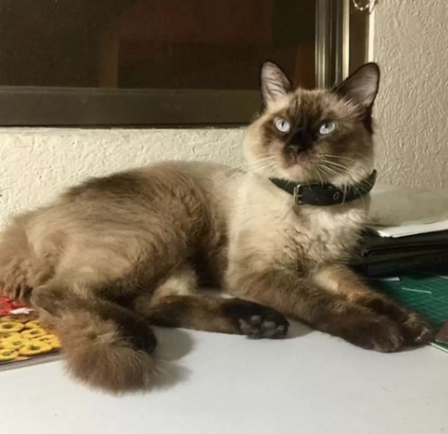 Мъж на име Хектор Моралес намерил котката Нило на улицата