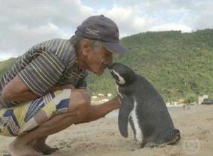 Мъж спасил пингвинче от смърт и то направило голям жест към спасителя си (видео)
