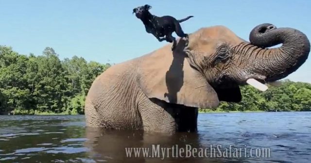 Необичайно приятелство за цял живот между слон и куче (видео)