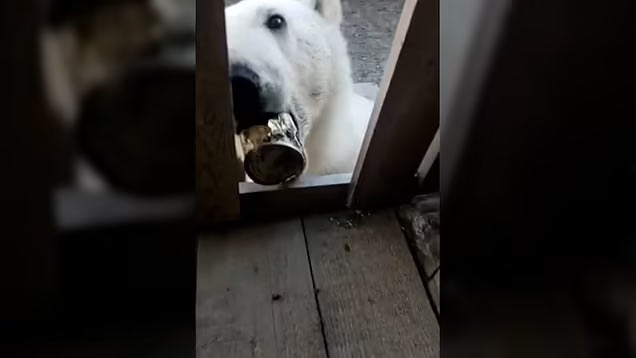 Гладуваща полярна мечка потърсила човешка помощ след като заклещила езика