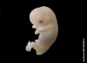 човешки ембрион