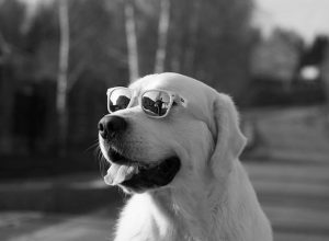 куче с очила