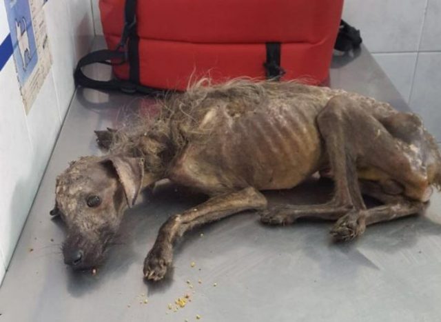 Бездомно куче било само кожа и кости, когато е взето от ангел, който му връща живота