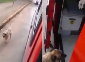 Безпределна вярност! Куче тича след линейката, караща стопанина му към болницата (видео)