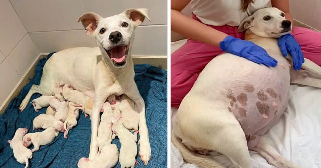 Бременна в 9 седмица мама, изоставена пред нашия приют, роди 14 кученца! (видео)