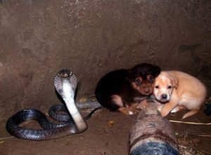 Две кученца попаднали в яма с кобра. 48 часа по-късно се случило нещо невероятно
