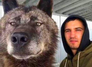Мъж живее с гигантски вълк и си играе с него като с кученце (видео)
