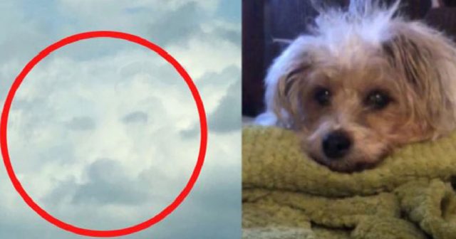 Скърбяща жена вижда лицето на любимото си куче в облаците часове след смъртта му