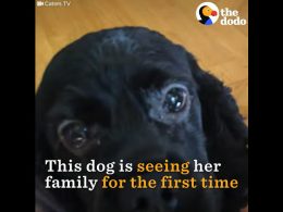 След операция осиновено сляпо куче вижда за пръв път стопаните си (видео)