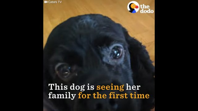 След операция осиновено сляпо куче вижда за пръв път стопаните си (видео)