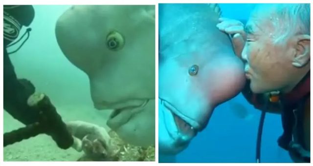 Уникална риба с човешко лице и гмуркач са приятели от 30 години! (видео)