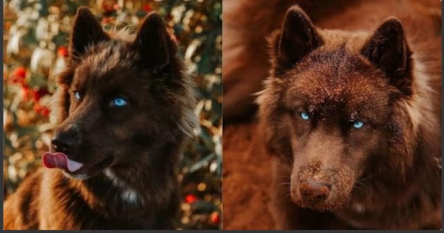 Запознайте се с едно от най-красивите кучета: шоколадово кафяво хъски с пронизващи сини очи