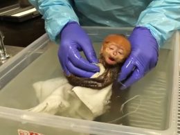 Застрашено от изчезване маймунче видимо се наслаждава на първото си къпане (видео)