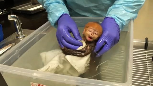 Застрашено от изчезване маймунче видимо се наслаждава на първото си къпане (видео)