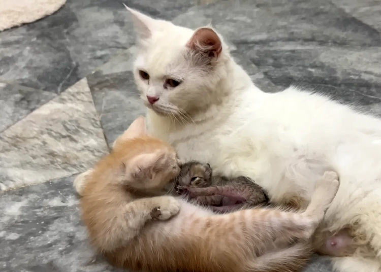  майка котка и бебета котета 