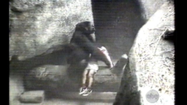 Как огромна горила спасила 3-годишно момче (видео)