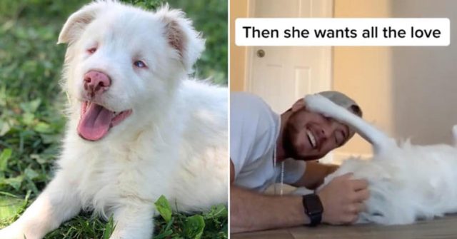 Кучето му е сляпо и глухо, ето защо той го буди по най-милия начин (видео)