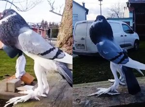 Заснеха "гълъб-мутант" с огромна гуша и крака да върви като човек (видео)