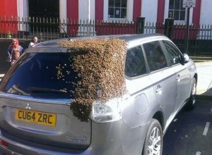 20 000 пчели 2 дни преследвали колата на баба. Причината се оказала в багажника (видео)