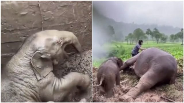 Драматичното спасяване на слоница и малкото й, паднали в канавка (видео)