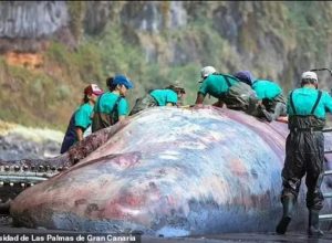 Когато видели какво съкровище се крие в мъртвия кит, те не повярвали на очите си