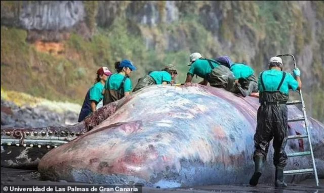 Когато видели какво съкровище се крие в мъртвия кит, те не повярвали на очите си