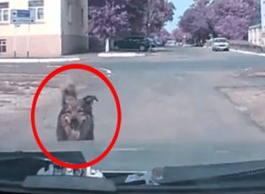 Куче-ангел-хранител,-се-опитало-да-предупреди-шофьора,-но-той-не-го-послушал-(видео)