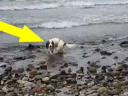 Кучето тичало към водата и лаело- изведнъж стопанинът му разбрал защо (видео)