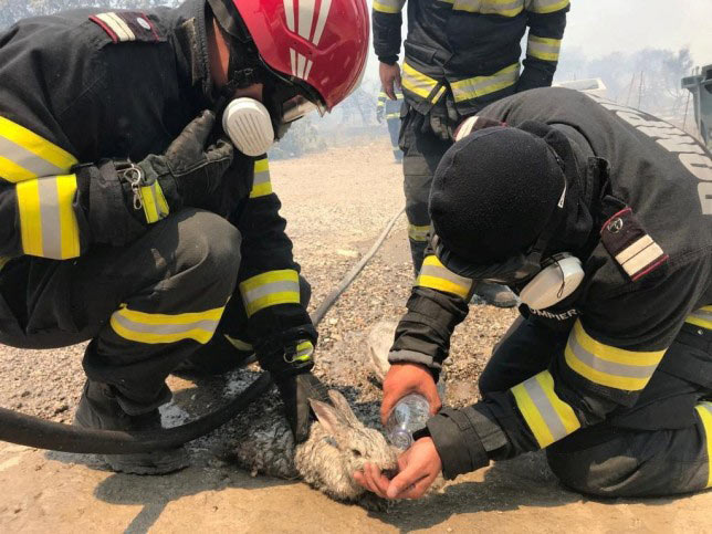 Пожарникарите в Гърция спасяват и пострадали животни сред огнения ад: (видео)