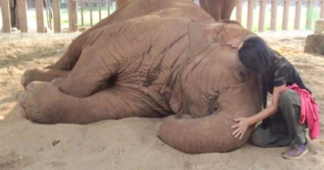 Сладък слон заспива бързо, щом любимият му човек му запее (видео)