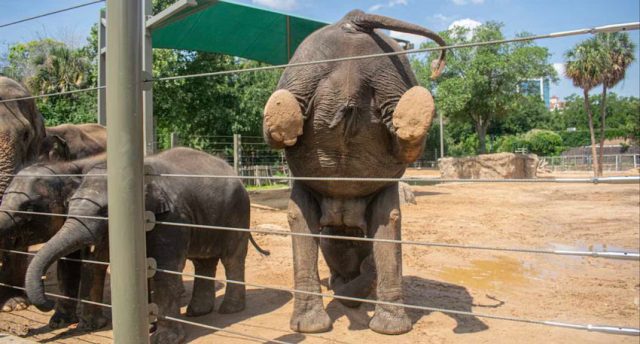 Слонове в зоопарка се занимават с йога 7 дни в седмицата (видео)
