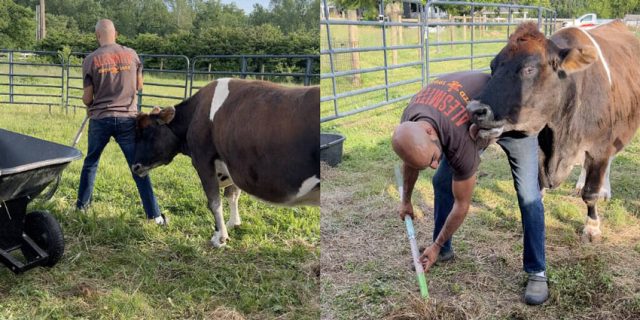 Сляпа крава не спира да се гушка и да целува спасителите си (видео)