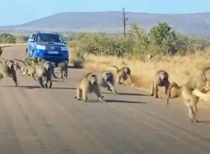 50 павиана нападнаха леопард насред пътя (видео)