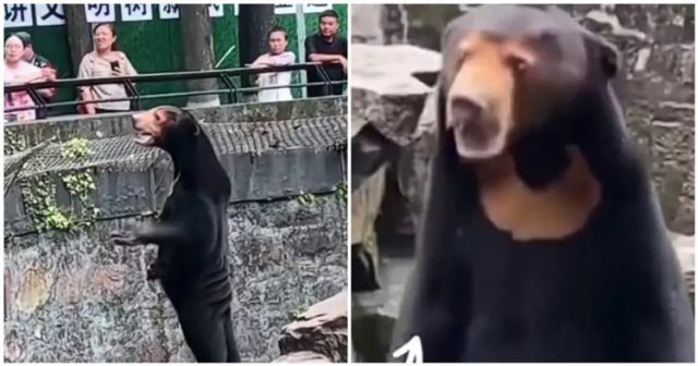Китайски зоопарк бе обвинен, че преоблича хора като малайски мечки (видео)