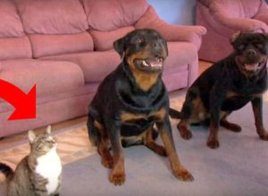 Мъж учи кучетата на нова команда, но вижте какво прави котката в този момент (видео)