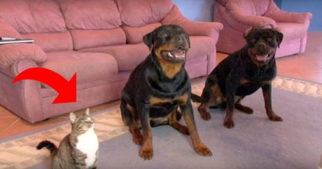 Мъж учи кучетата на нова команда, но вижте какво прави котката в този момент (видео)