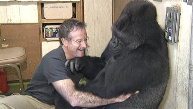 Великият Робин Уилямс разсмива тъжната горила Коко за пръв път след 6 месеца (видео)