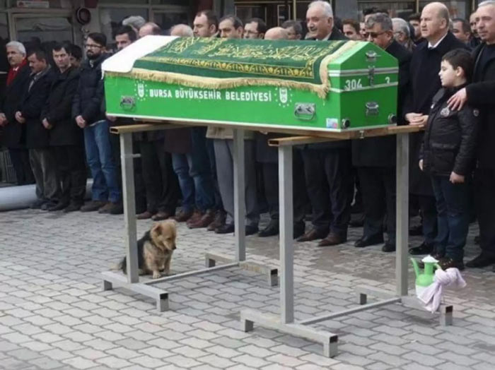 куче на погребението на стопанина си  