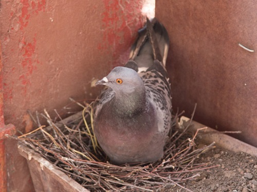 Птици са свили гнездо на балкона или прозореца ви Това говори за благополучие в дома