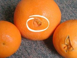 Тези портокали са най-сладките и нямат семки. Ето как да ги разпознаете: